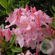 Rhododendron (AV) 'Rosata' 50-60 cm 10L