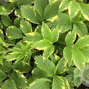 Sambucus nigra Gold Spark 30-40 cm 3,0L