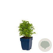 Scabiosa 'Barocca' GM  P11