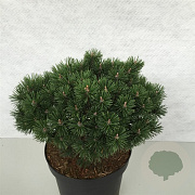 Pinus mugo 'Mops' 25-30 cm 7,5L
