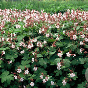 Geranium macr. 'Spessart' GM P9