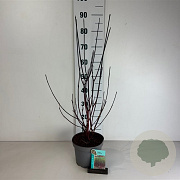 Cornus alba 'Kesselringii' 60-80 cm 35L