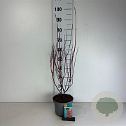 Cornus alba Miracle 60-80 cm 35L