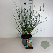 Cytisus 'Lena' 30-40 cm 3,5L