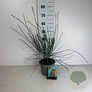 Cytisus 'Palette' 30-40 cm 3,5L