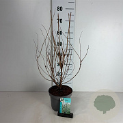 Deutzia scabra 'Plena' 50-60 cm 35L
