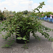 Kolkwitzia amabilis 80-100 cm 10L