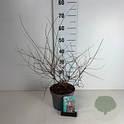 Kolkwitzia amabilis 'Pink Cloud' 50-60 cm 35L