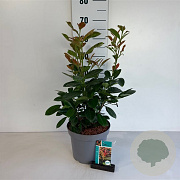 Prunus l. On Fire 40-50 cm 5,0L