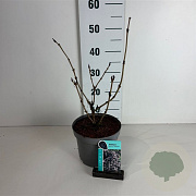 Sambucus nigra Black Lace 40-50 cm 35L