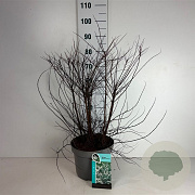 Spiraea nipp. 'Snowmound' 60-80 cm 10L