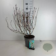 Weigela 'Candida' 60-80 cm cont. 65L
