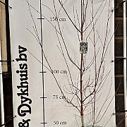 Cornus kousa chinensis 175-200 cm met kluit