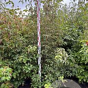 Cornus kousa chinensis 200-225 cm met kluit