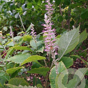 Leucosceptrum stellipilum tosaense GM P9