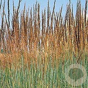 Sorghastrum n. 'Indian Steel' GM P9
