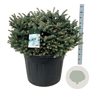 Picea pungens 'Glauca Globosa' 80-100 cm cont. 110L solitair