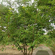 Prunus subh. 'Autumnalis' 300-350 cm draadkluit meerstammig