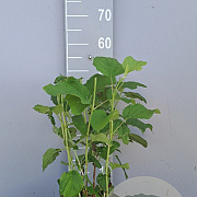 Hydrangea a. 'Annabelle' 40-50 cm 7,5L