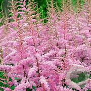 Astilbe (A) 'Amethyst' GM P9 BIO
