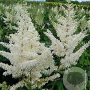 Astilbe (A) 'Diamant' GM P9 BIO
