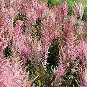 Astilbe (A) 'Erika' GM P9 BIO