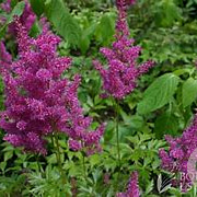 Astilbe (J) 'Mainz' GM P9 BIO