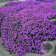 Aubrieta 'Cascade Purple' GM P9 BIO