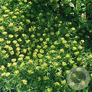 Azorella trifurcata GM P9 BIO