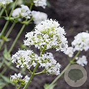 Centranthus ruber 'Albus' GM P9 BIO