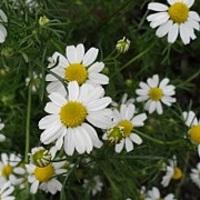 Chamaemelum nobile GM P9 BIO