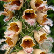 Digitalis ferr. 'Gelber Herold' GM P9 BIO