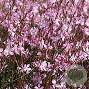 Gaura l. 'Siskiyou Pink' GM P9 BIO