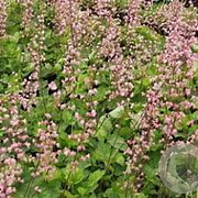 Heucherella a. 'Bridget Bloom' GM P9 BIO