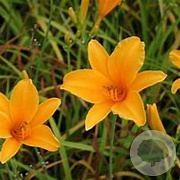 Hemerocallis 'Aten' GM P9 BIO