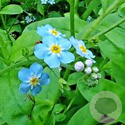 Myosothis scorpioides GM P9 BIO