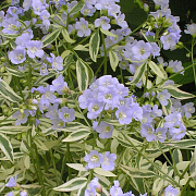 Polemonium r. 'Stairway to Heaven' GM P9 BIO