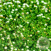 Sagina subulata GM P9 BIO