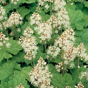 Tiarella cordifolia GM P9 BIO