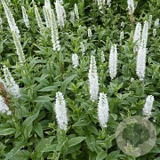 Veronica longif. 'Charlotte' GM P9 BIO