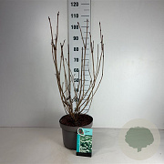 Viburnum opulus 60-80 cm 10L