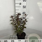 Weigela florida 'Nana Purpurea' 30-40 cm 2,0L