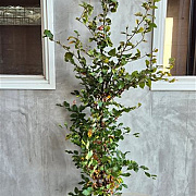 Fagus sylvatica 175-200 cm wortelgoed