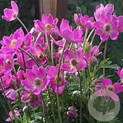 Anemone lesseri Spring Beauty Pink GM  P11