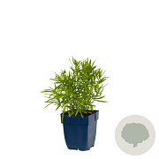 Achillea ptarmica 'The Pearl' GM  P11