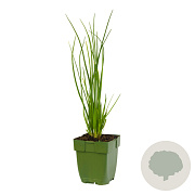 Allium schoenoprasum GM  P11
