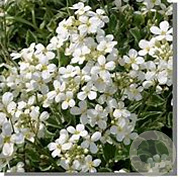 Arabis caucas. 'Variegata' GM P9