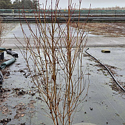 Cornus kousa chinensis 125-150 cm met kluit