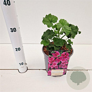 Lavatera 'Burgundy Wine' GM 2,5L