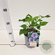 Lavatera 'Lilac Lady' GM 2,5L